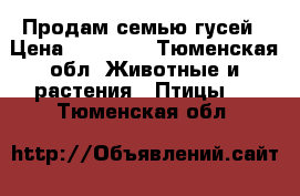 Продам семью гусей › Цена ­ 10 000 - Тюменская обл. Животные и растения » Птицы   . Тюменская обл.